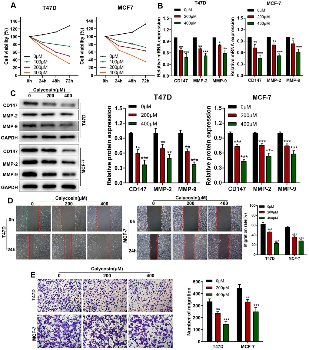 Calycosin inhibits in vitro invasion and migration of breast cancer cells in a dose-dependent manner. (A) CCK-8 assay results show proliferation rates of control or calycosin-treated T47D and MCF-7 cells at 0, 24, 48, and 72 h. (B) RT-qPCR analysis shows relative levels of CD147, MMP-2, and MMP-9 transcripts in control or calycosin-treated T47D and MCF-7 cells. (C) Western blot analysis shows expression levels of CD147, MMP-2, and MMP-9 proteins in control or calycosin-treated T47D and MCF-7 cells. (D) Representative images show wound healing assay results in control or calycosin-treated T47D and MCF-7 cells at 0 h and 24 h. (E) Transwell invasion assay results show invasiveness of control or calycosin-treated T47D and MCF-7 cells. The data were represented as means ± SD. *PPP
