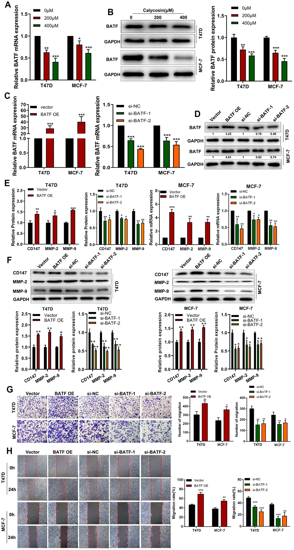 Calycosin treatment reduces BATF levels in breast cancer cells. (A) RT-qPCR analysis shows relative levels of BATF mRNA in T47D and MCF-7 cells treated with different concentrations of calycosin. (B) Western blot analysis shows the relative levels of BATF protein in T47D and MCF-7 cells treated with different concentrations of calycosin. (C, D) RT-qPCR and western blot analyses show the relative levels of BATF mRNA and protein in control, BATF-overexpressing, and BATF-silenced T47D and MCF-7 cells. (E) RT-qPCR analysis shows relative levels of CD147, MMP-2, and MMP-9 transcripts in control, BATF-overexpressing, and BATF-silenced T47D and MCF-7 cells. (F) Western blot analysis shows relative levels of CD147, MMP-2, and MMP-9 proteins in control, BATF-overexpressing, and BATF-silenced T47D and MCF-7 cells. (G) Transwell invasion assay results show invasiveness of control, BATF-overexpressing, and BATF-knockdown T47D and MCF-7 cells. (H) Wound healing assay results show migration rates of control, BATF-overexpressing, and BATF-knockdown T47D and MCF-7 cells. The data were presented as means ± SD. *PPP