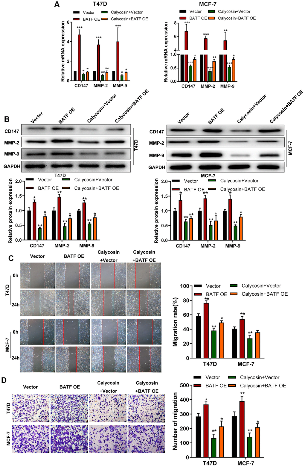 Calycosin counteracts pro-metastatic effects of BATF in breast cancer cells. (A) RT-qPCR analysis shows relative levels of CD147, MMP-2, and MMP-9 transcripts in control and calycosin-treated BATF-overexpressing T47D and MCF-7 cells. (B) Western blot analysis shows relative levels of CD147, MMP-2, and MMP-9 proteins in control and calycosin-treated BATF-overexpressing T47D and MCF-7 cells. (C) Representative images show the migration ability of control and calycosin-treated BATF-overexpressing T47D and MCF-7 cells at 0 and 24 h. (D) Transwell invasion assay results show invasiveness of control and calycosin-treated BATF-overexpressing T47D and MCF-7 cells. The data were represented as means ± SD. *PPP