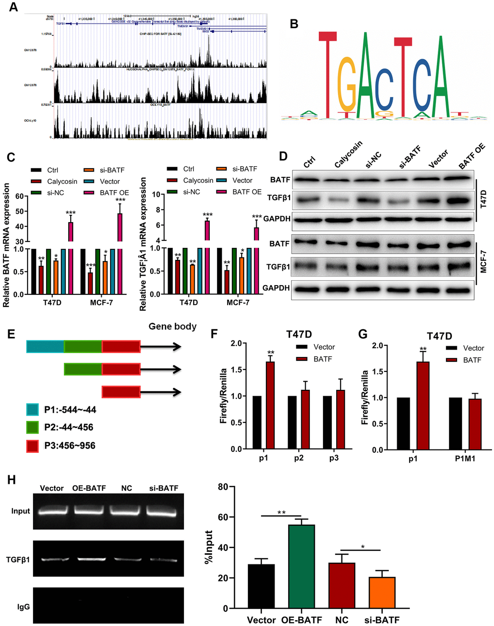 Calycosin downregulates TGFβ1 expression via BATF. (A) ChIP-seq database analysis shows potential BATF binding sites in the TGFβ1 gene. (B) JASPAR database analysis shows potential BATF binding motif. (C) RT-qPCR analysis shows relative levels of BATF and TGFβ1 transcripts in calycosin-treated BATF-overexpressing, and BATF-knockdown T47D and MCF-7 cells and corresponding controls. (D) Western blot analysis shows relative levels of BATF and TGFβ1 proteins in control and calycosin-treated BATF-overexpressing and BATF-knockdown T47D and MCF-7 cells. (E) JASPAR database analysis shows 3 potential BATF binding sites in the promoter sequence of TGFβ1 gene (P1: -544~-44, P2: -44~456, P3: 456~956). (F) Dual-luciferase reporter assay results show relative luciferase activity in breast cancer cells transfected with luciferase reporter vectors containing P1, P2, or P3 promoter sequence of TGFβ1 gene. (G) Dual-luciferase reporter assay results show relative luciferase activity in breast cancer cells transfected with luciferase reporter vectors containing either wild-type P1 (P1 WT) or mutated P1 (P1 MUT) promoter sequence of TGFβ1 gene. (H) ChIP-PCR assay results confirm direct binding of BATF to TGFβ1. The data were represented as means ± SD. *PPP