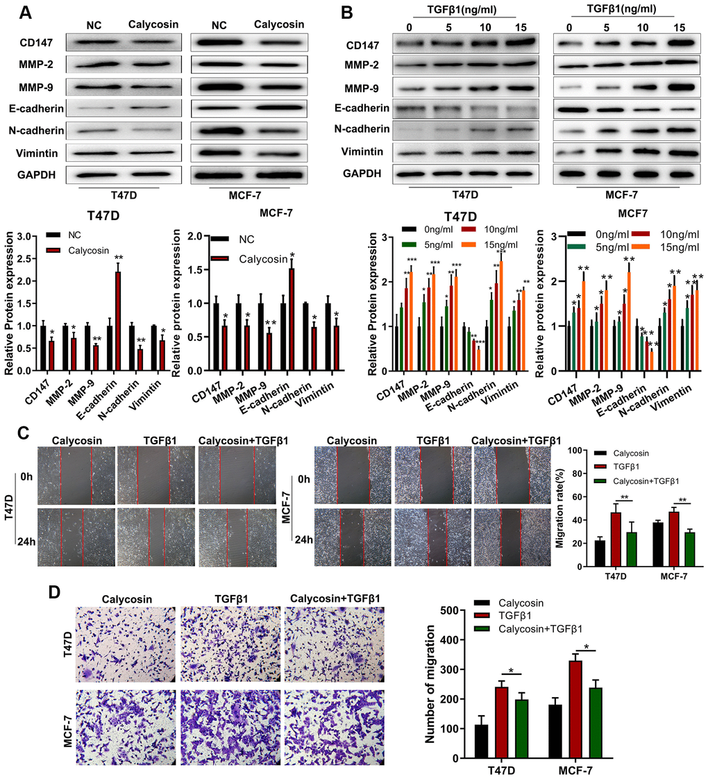 Calycosin suppresses breast cancer cell migration and invasiveness by inhibiting EMT. (A) Western blot analysis shows relative levels of CD147, MMP-2, MMP-9, E-cadherin, N-cadherin, and Vimentin proteins in control and calycosin-treated T47D and MCF-7 breast cancer cells. (B) Western blot analysis shows relative levels of CD147, MMP-2, MMP-9, E-cadherin, N-cadherin, and Vimentin proteins in T47D and MCF-7 breast cancer cells treated with different concentrations of TGFβ1. (C) Representative images of wound healing assay at 0 and 24 h show migration ability of T47D and MCF-7 breast cancer cells treated with calycosin, TGFβ1, or calycosin plus TGFβ1. (D) Transwell invasion assay results show the invasiveness of T47D and MCF-7 breast cancer cells treated with calycosin, TGFβ1, or calycosin plus TGFβ1. The data were represented as means ± SD. *PPP