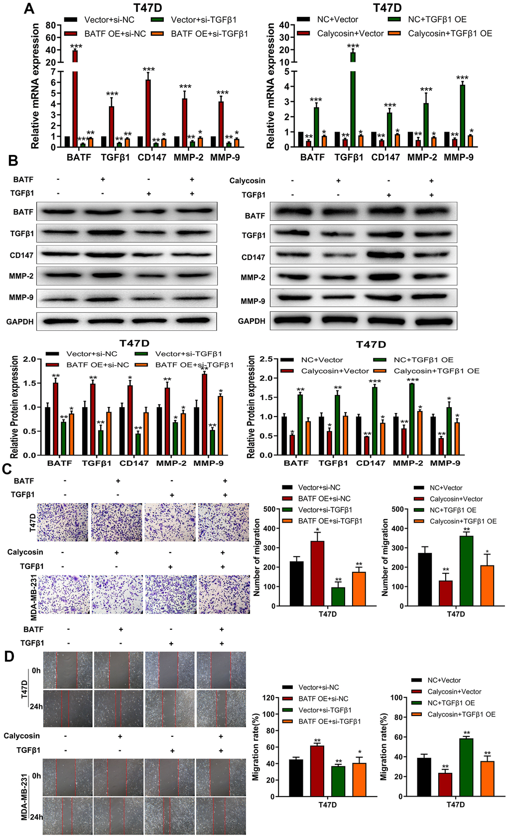 Calycosin inhibits breast cancer cell migration and invasiveness via BATF/TGFβ1. (A) RT-qPCR analysis shows relative levels of BATF, TGFβ1, CD147, MMP-2, and MMP-9 transcripts in BATF-overexpressing cells with or without TGFβ1 knockdown (left panel), and TGFβ1-overexpressing cells treated with or without calycosin (right panel). (B) Western blot analysis shows relative levels of BATF, TGFβ1, CD147, MMP-2, and MMP-9 proteins in BATF-overexpressing cells with or without TGFβ1 knockdown (left panel) and TGFβ1-overexpressing cells treated with or without calycosin (right panel). (C) Transwell invasion assay results show invasiveness of BATF-overexpressing cells with or without TGFβ1 knockdown (left panel) and TGFβ1-overexpressing cells treated with or without calycosin (right panel). (D) Wound healing assay results show the migration ability of BATF-overexpressing cells with or without TGFβ1 knockdown (left panel) and TGFβ1-overexpressing cells treated with or without calycosin (right panel). The data were represented as means ± SD. *PPP