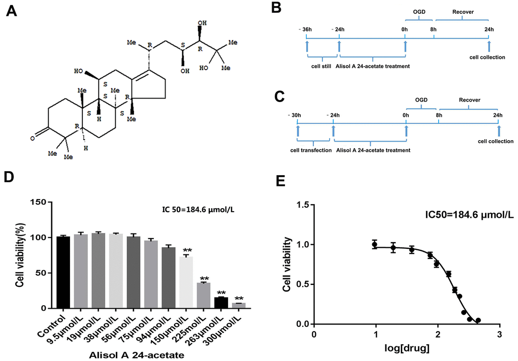 Molecular structure of Alisol A 24-acetate, experiment design, and cell viability of Alisol A 24-acetate treatment. (A) Molecular structure of Alisol A 24-acetate. (B) Schematic of experiment design of Alisol A 24-acetate treatment. (C) Schematic of experiment design of cell transfection and Alisol A 24-acetate treatment. (D) Cell viability was measured by the CCK-8 assay. (E) The IC50 was determined to be 184.6 μmol/L. Results are described as means ± standard deviations (SD) (n = 6) (**P 