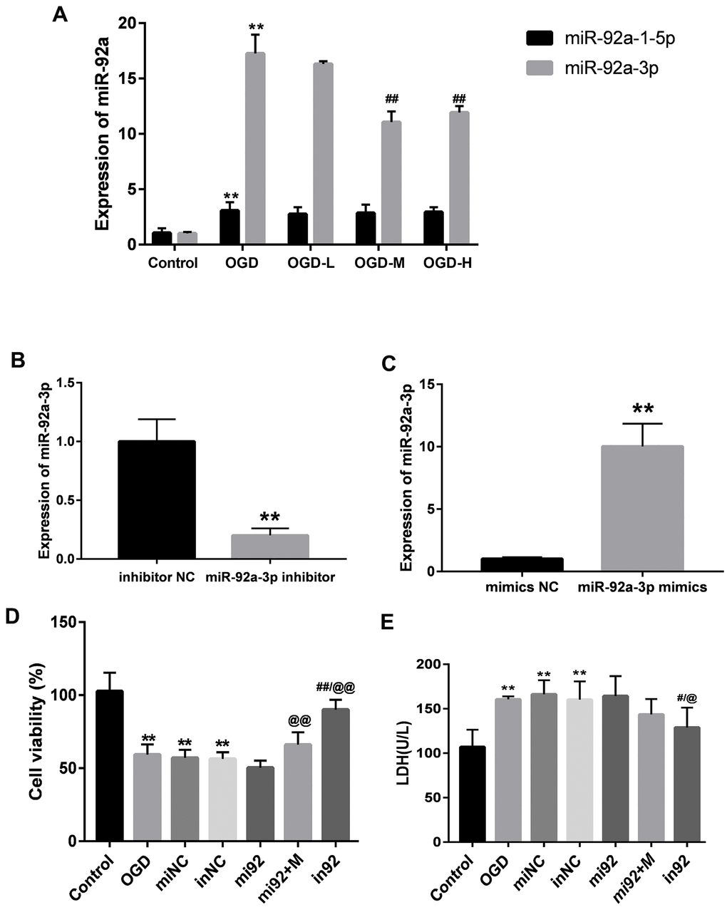 Expressions of miR-92a-3p in OGD-induced bEnd.3 cells and transfection of miR-92a-3p mimics and inhibitor. (A) Expressions of miR-92a-1-5p and miR-92a-3p in cells were detected by qPCR (miNC: mimics negative control; inNC: inhibitor negative control; mi92: miR-92a-3p mimics; mi92+M: miR-92a-3p mimics +19 umol/L Alisol A 24-acetate; in92: miR-92a-3p inhibitor). Results are presented as means ± SD (n = 6) (**P ##P B, C) MiR-92a-3p expression of transfection with miR-92a-3p mimics and inhibitor assessed by qRT-PCR. (D) Cell viability of miR-92a-3p transfection was calculated. (E) LDH levels were calculated. Results are described as the mean ± SD (n = 6) (**P ##P @@P 