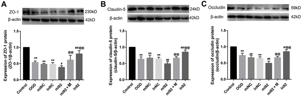Effects of miR-92a-3p transfection on the expression of TJ proteins. (A–C) Western blot analysis was performed to determine the expression of ZO-1, claudin-5, and occludin. The amount of TJ protein was quantified and normalized to that of β-actin (miNC: mimics negative control; inNC: inhibitor negative control; mi92: miR-92a-3p mimics; mi92+M: miR-92a-3p mimics +19 umol/L Alisol A 24-acetate; in92: miR-92a-3p inhibitor). Results are described as means ± SD (n = 3) (**P #P ##P @@P 