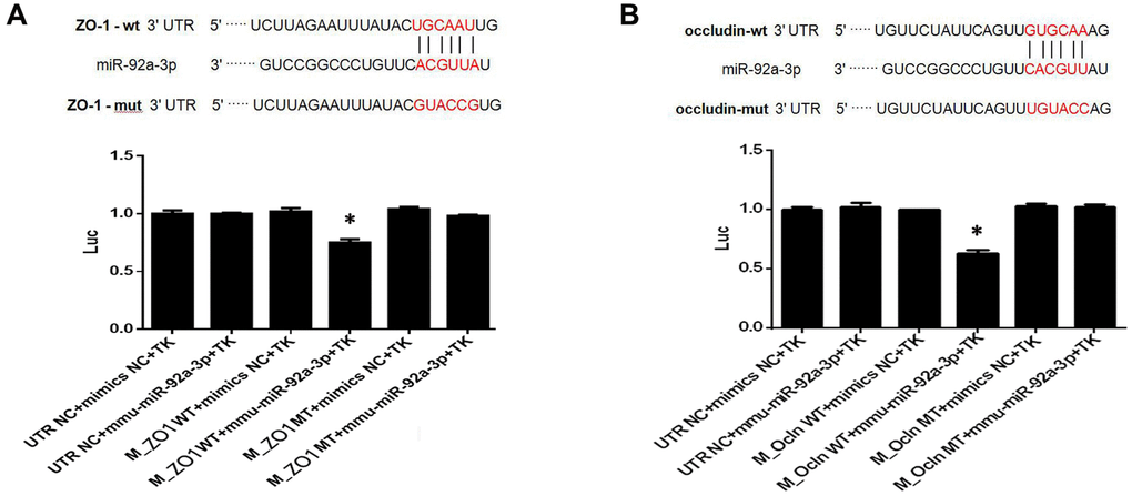 MiR-92a-3p directly targets ZO-1 and occludin genes. (A) MiR-92a-3p directly binds to ZO-1. Different types of luciferase reporter vectors were constructed: wild-type ZO-1 3’UTR (ZO-1 wild-type (WT)) and mutant-type ZO-1 3’UTR (ZO-1 MT). The above vectors were co-transfected into HEK-293 cells with miR-92a-3p mimics or mimics NC and examined for luciferase activity. (B) MiR-92a-3p directly binds to occludin. Different types of luciferase reporter vectors were constructed: wild-type occludin 3’UTR (Ocln WT) and mutant-type occludin 3’UTR (Ocln MT). The above vectors were co-transfected into HEK-293 cells with miR-92a-3p mimics or mimics NC and examined for luciferase activity. Each bar represents the mean ± SD of three independent experiments (*P 