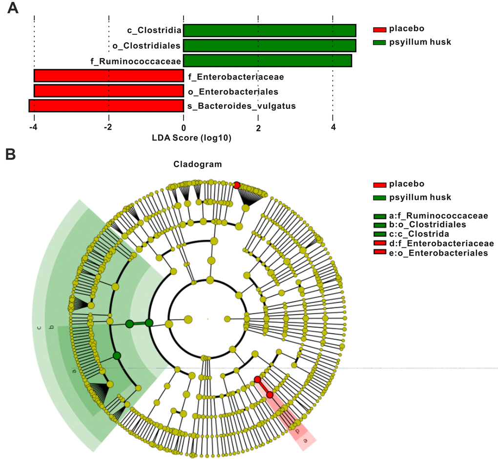 LEfSe analysis of gut microbiotal bacteria. (A) LDA score histogram of differentially abundant genera (LDA > 4, P B) Cladograms display different species between the two groups. Species without significant differences are uniformly colored in yellow. Red nodes indicate the microbial groups that played important roles in the placebo group; green nodes indicate those that played important roles in the psyllium husk group. The diameter of each circle is proportional to its relative abundance.