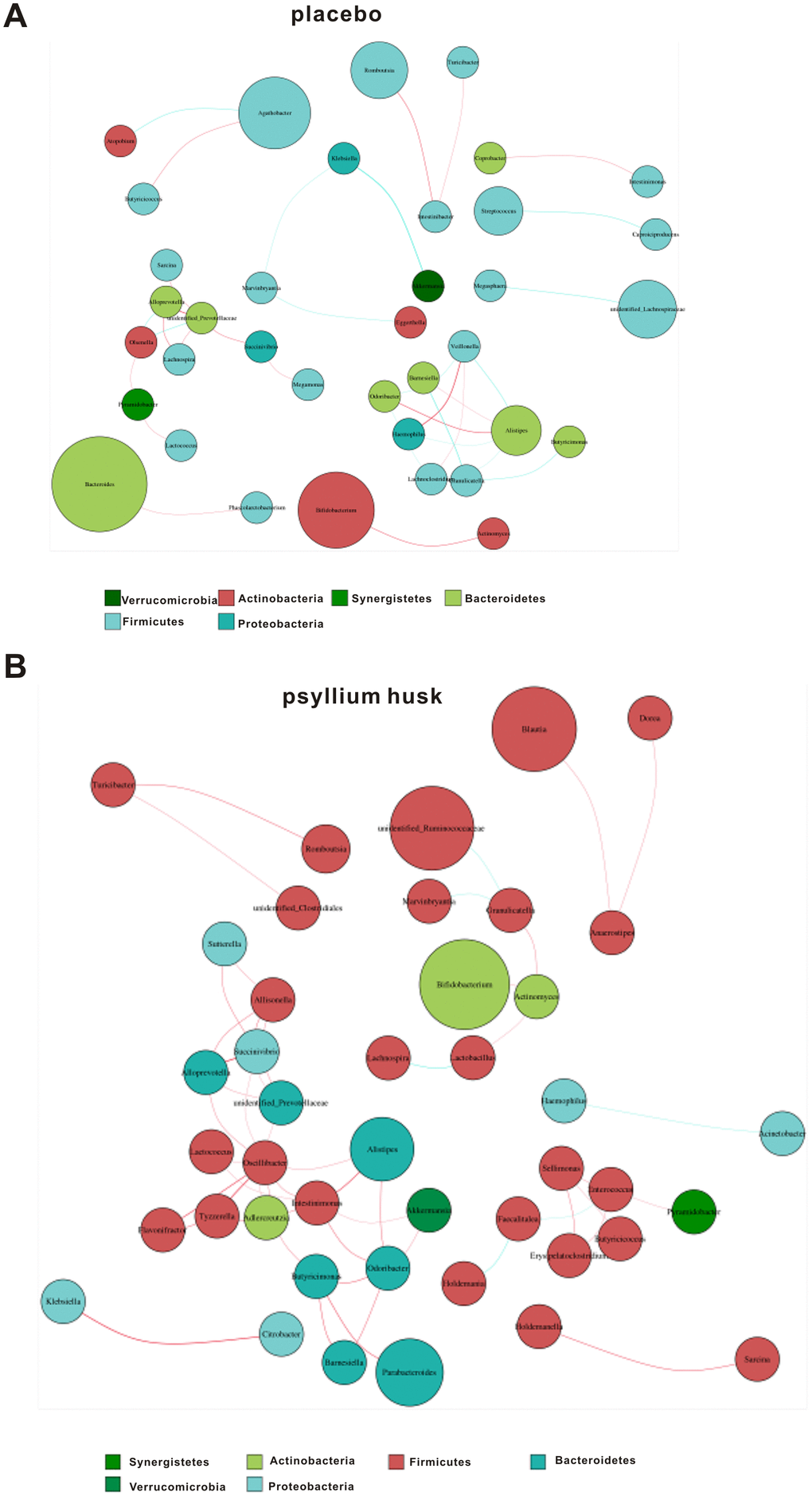 Correlation network analysis in the placebo (A) and psyllium husk (B) groups. Different nodes represent different genera, and the node size represents the average relative abundance of each genus. Thickness of the connection between each nodes is positively correlated with the absolute value of the correlation coefficient of species interaction (red: positive correlation; blue: negative correlation).