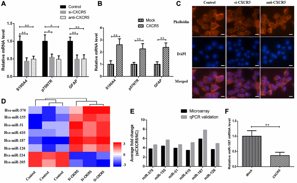 Schwann-like cell differentiation is involved in CXCR5 induced PNI in SACC cells. (A) CXCR5 silence with siRNA or CXCR5 blockade with anti-CXCR5 antibody downregulated the expression of Schwann cell markers, including S100A4, p75NTR, GFAP by qRT-PCR analyses. (B) CXCR5 overexpression upregulated the expression of S100A4, p75NTR, GFAP in SACC-LM cells. (C) CXCR5 silence with siRNA or CXCR5 blockade with anti-CXCR5 antibody resulted in the transformation of SACC-LM cells from spindle-like fibroblastic cellular morphology to epithelial plasticity with little pseudopodia, (Bar: 50 μm). (D) The heatmap of 8 differentially expressed miRNAs in SACC-LM cells transfected with control or si-CXCR5 on a scale from blue (low) to red (high). ‘Blue’ represents low expression, and ‘red’ represents high expression. (E) The microarray data of 8 differentially expressed miRNAs in the si-CXCR5 and control SACC-LM cells was confirmed by qRT-PCR. For qRT-PCR, U6 was used to normalize the Ct values. (F) CXCR5 overexpression upregulated the expression of miR-187 in SACC-LM cells, (*p **p 