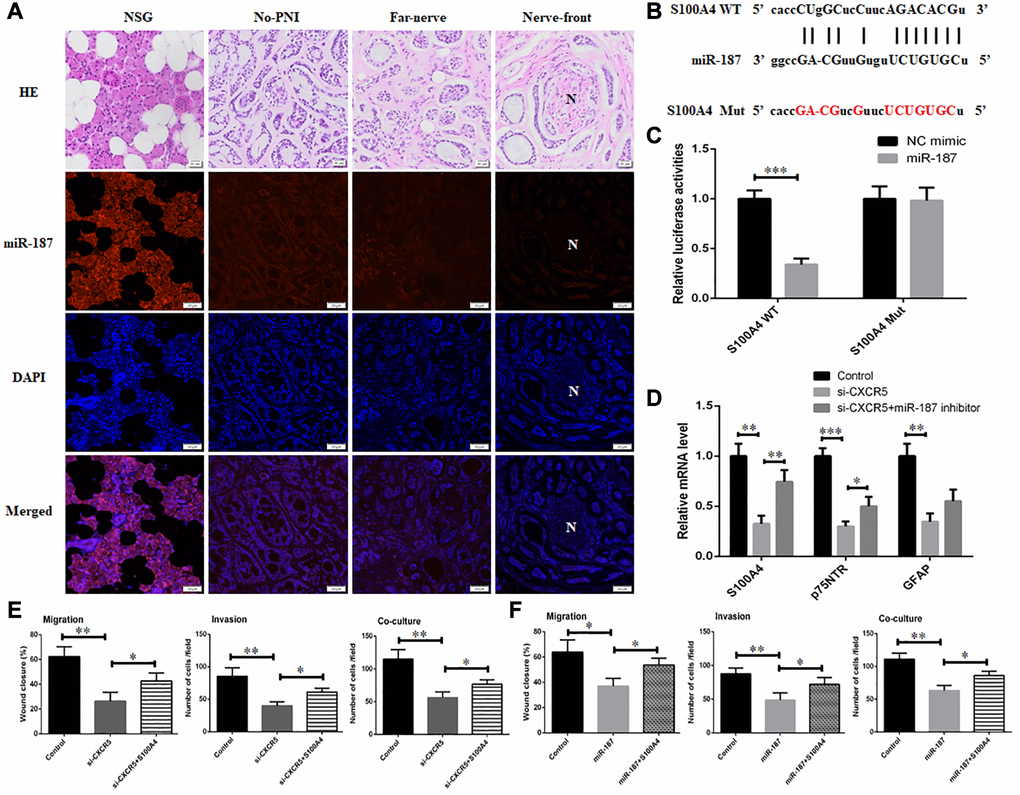 CXCR5 promotes the expression of Schwann cell markers by inhibiting miR-187. (A) An RNA-FISH assay was conducted to determine the level of miR-187 in normal salivary gland (NSG), SACC without PNI (No-PNI), far away from nerve of SACC with PNI (Far-nerve), nerve invasion front of SACC with PNI (Nerve-front). ‘N’ represented nerve, (Bar: 50 μm). (B) The binding sites on S100A4 3′UTR for miR-187 and the mutant sites. (C) Luciferase reporter analysis was carried out to determine the interaction of miR-187 with S100A4. (D) qRT-PCR analysis showed that reduced expression of Schwann cell hallmarks mediated by CXCR5 silence could be partially reversed by miR-187 inhibitor. (E) Inhibitory migratory, invasive and PNI ability in SACC-LM cells mediated by CXCR5 silence could be reversed by S100A4 overexpression. (F) Repressive migratory, invasive and PNI ability in SACC-LM cells induced miR-187 overexpression was alleviated by S100A4 overexpression, (*p **p 