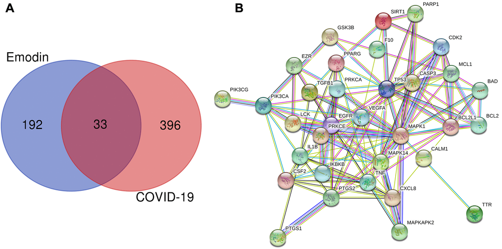 (A) Venn diagram was applied to present all candidate targets of emodin and COVID-19. (B) PPI network visualization of the potential therapeutic targets of emodin against COVID-19. The network nodes depict target proteins, and the edges represent protein-protein relationships.