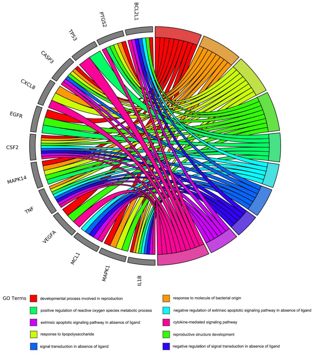 The core targets of emodin-treated COVID-19 were linked to the top 10 most enriched GO BP terms in GO chord plot.