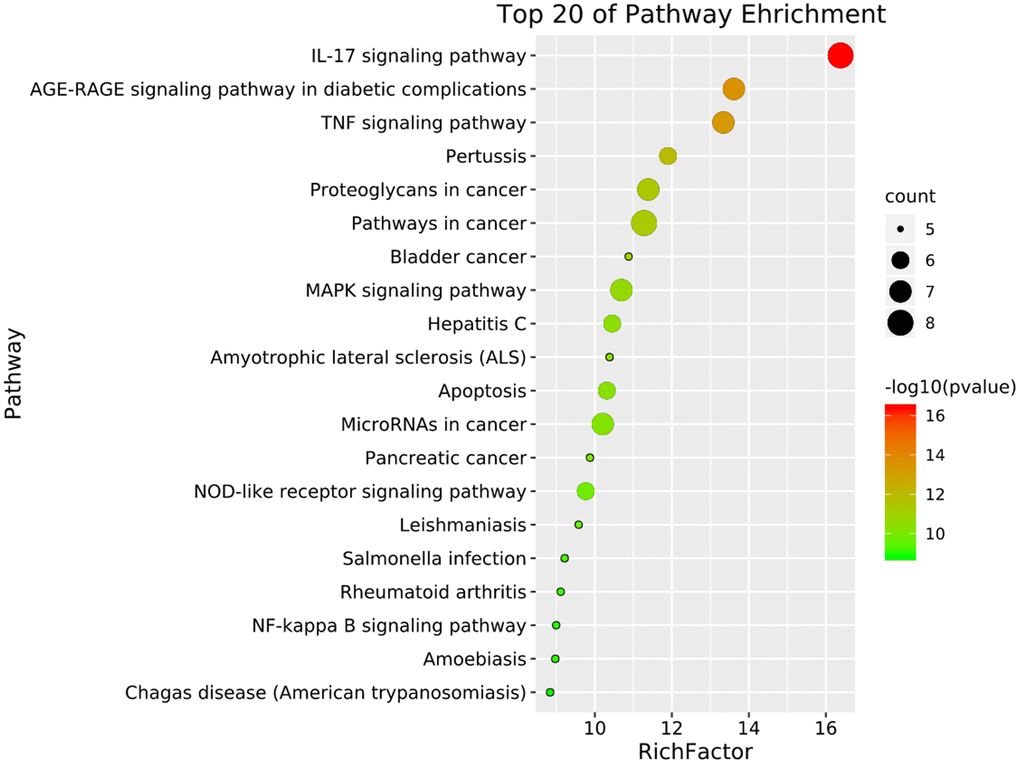 The top 20 signaling pathways from KEGG enrichment analysis were showed by the bubble diagram with count algorithms and p-values. Each node signals one KEGG pathway, and its size represents the gene number. The color indicates the p-value.