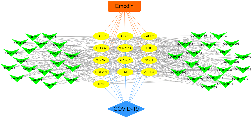 Integrated visualization of interaction network of target-disease-function-pathway in emodin-treated COVID-19.