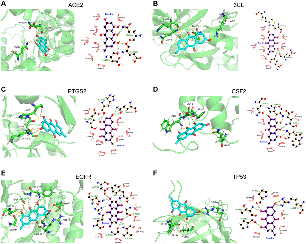 Molecular docking diagram showed that the binding capability of emodin against COVID-19 was presented as 3D diagrams and 2D diagrams, respectively. (A) Angiotensin converting enzyme 2 (ACE2), (B) 3CL. (C) Prostaglandin endoperoxide synthase 2 (PTGS2). (D) Colony stimulating factor 2 (CSF). (E) Epidermal growth factor receptor (EGFR). (F) Tumor protein 53 (TP53).
