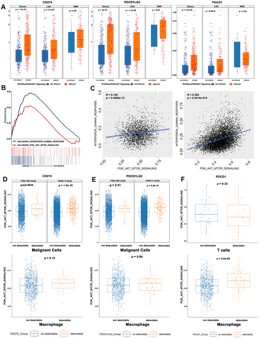 Correlations between RTK/Ras/PI3K/AKT signaling and immune-regulatory genes mRNA signatures. (A) The immune checkpoint genes were significantly upregulated in the activated RTK/Ras/PI3K/AKT signaling. (B) GSEA analysis showed a prominent enrichment of IFNγ pathways and PI3K-AKT-mTOR. (C) The single cell RNA seq showed a significant correlation between PI3K-AKT-mTOR and IFNγ pathway. The glioma cells with detectable CD274 (D) or PDCD1LG2 (E) showed an elevated activity of “PI3K