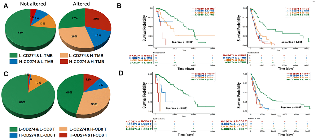 Immune phenotype and survival analysis. The immuno-phenotype showed higher CD274 and TMB (A) in the tumor with altered RTK/Ras/PI3K/AKT signaling with different survival outcome (B). CD274 and CD8+ T cells (C) were significantly higher in activated RTK/Ras/PI3K/AKT pathway, with difference in OS (D).