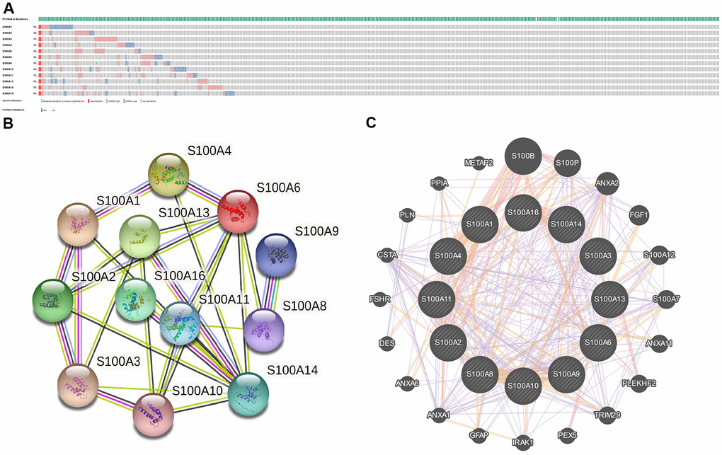 (A) Gene mutations of S100A family in LGG; (B) PPI networks for S100A family genes in the String database; (C) PPI network of S100A family genes in the GeneMANIA database.