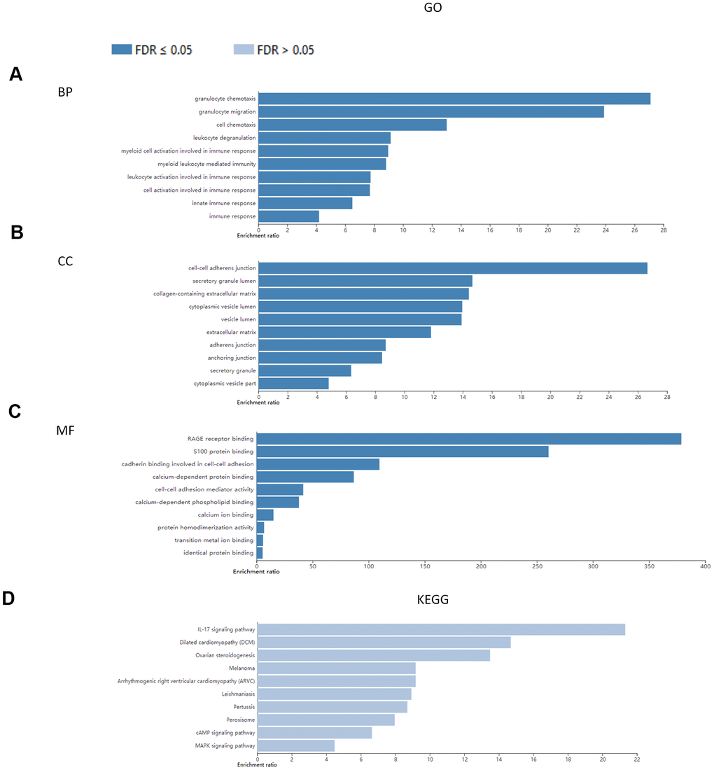 Enrichment analysis of S100A family genes and protein network-associated genes. (A) BP; (B) CC; (C) MF; (D) KEGG.