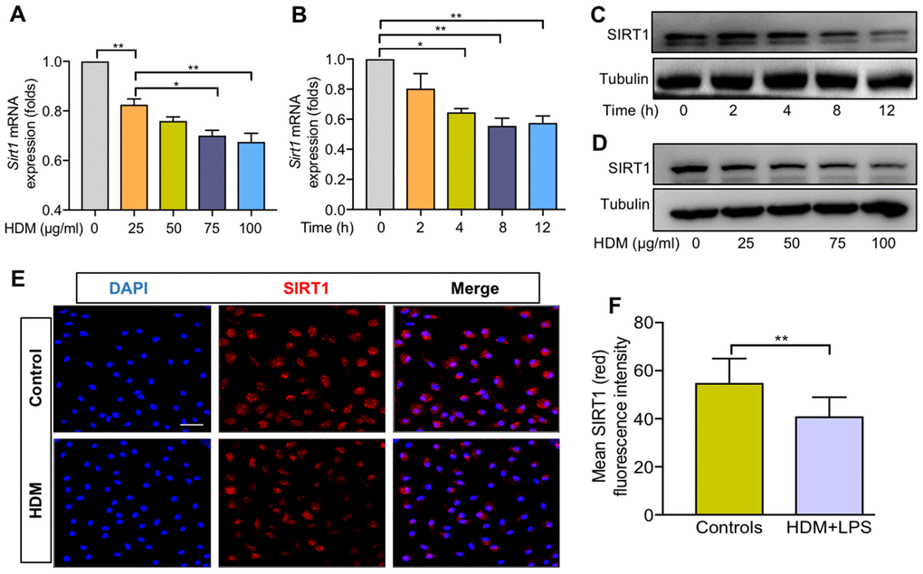 SIRT1 expression was decreased in BMDMs exposed to HDM. Dose–dependent expression of SIRT1 in bone marrow–derived macrophages (BMDMs) stimulated with HDM for 24 h and was analyzed using RT-PCR (A) and WB (C); Time–dependent expression of SIRT1 in BMDMs treated with HDM at 100 μg/ml and was analyzed using RT-PCR (B) and Western blot (D); BMDMs treated with HDM at 100 μg/ml for 24 h. Representative immunofluorescence images of SIRT1 (red) expression in BMDMs (E, Scale bar, 50 μm) and semiquantification of immunofluorescence images was done using Image Pro 6.1 software (F). Data are presented as Mean ± SEM of three independent experiments. *P