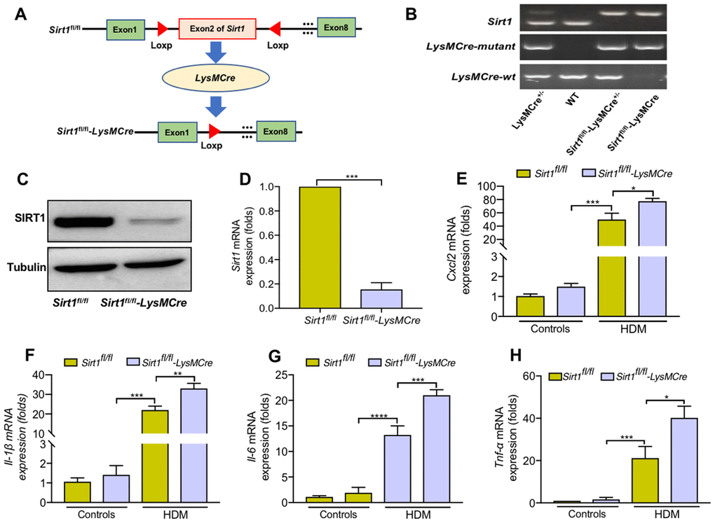 Sirt1-deficient BMDMs enhanced cytokine secretion when treated with HDM. (A) Schematic map of the generation of Sirt1fl/fl-LysMCre mice. (B) Genotyping was performed by PCR using mouse tail genomic DNA. (C, D) Genotyping was assessed in BMDMs from Sirt1fl/fl and Sirt1fl/fl-LysMCre mice using Western blot and RT-PCR analysis. (E–H) BMDMs were treated with HDM at 100 μg/ml for 24 h to measure the levels of Cxcl2, Il-1β, Il-6, and Tnf-α. Data are presented as Mean ± SEM of three independent experiments. *P