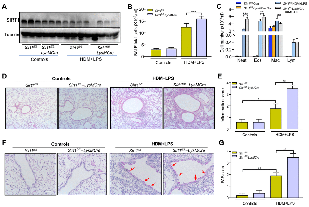 Impairing of SIRT1 exacerbates airway inflammation following allergen exposure.Sirt1fl/fl-LysMCre mice and Sirt1fl/fl littermates were established allergic asthma model as described in the methods section (n = 5-8 for each group). (A) SIRT1 expression in lung tissues of Sirt1fl/fl and Sirt1fl/fl-LysMCre mice were assessed using Western blot; (B, C) Total cells and differential cell counts in BALF were measured; (D) Representative photomicrographs of lung inflammation expression are shown (Scale bar, 100 μm); (E) Semiquantification of inflammation expression in the lungs were preformed using Image Pro 6.1 software; (F) Representative photomicrographs of mucus production are shown (red arrows) (Scale bar, 100 μm); (G) Semiquantification of mucus production in the lungs were preformed using Image Pro 6.1 software. Data are presented as Mean ± SEM of three independent experiments. *P