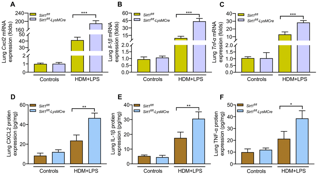 Sirt1-deficient exacerbates inflammatory cytokines production following allergen exposure.Sirt1fl/fl-LysMCre mice and Sirt1fl/fl littermates were established allergic asthma model (n = 5-8 mice per group per study). Lungs were isolated 1 day after the last challenge. (A–C) Expression of the mRNA levels of inflammatory cytokines in the lung homogenate were analyzed by RT-PCR; (D–F) Protein levels of inflammatory cytokines in the lung homogenate were measured by ELISA. Data are representative of three independent experiments with similar results. Data are presented as Mean ± SEM of three independent experiments. *P