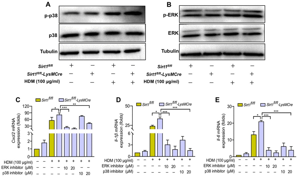 SIRT1 suppresses airway inflammation partially through inhibition of ERK/p38 MAPK pathway activation. (A, B) Sirt1fl/fl and Sirt1fl/fl-LysMCre BMDMs were treated with HDM, the expression of p-p38 and p-ERK was assessed by using Western blot analysis; (C–E) p38 inhibitor SB203580 and ERK inhibitor U0126 were added in HDM-exposed BMDMs and BMDMs were collected after 24 h. The levels of Cxcl2, Il-1β, and Il6 were analyzed by RT-PCR. Data are representative of three independent studies. Results are expressed as mean ± SEM. *P