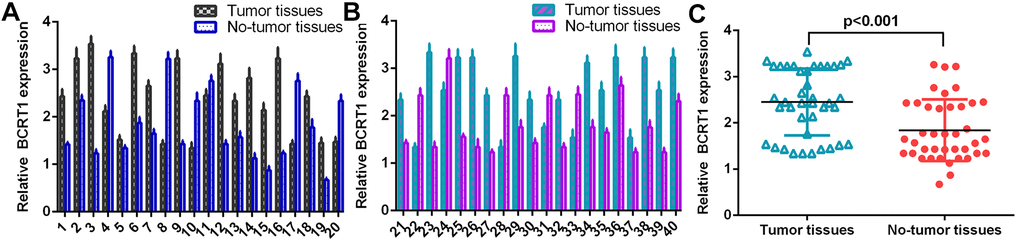 BCRT1 was significantly upregulated in osteosarcoma specimens. (A) The level of BCRT1 in osteosarcoma case 1-20 was measured by RT-qPCR assay. (B) The expression of BCRT1 in osteosarcoma case 21-40 was determined by RT-qPCR analysis. (C) The expression of BCRT1 was higher in osteosarcoma specimens than in no-tumor specimens.