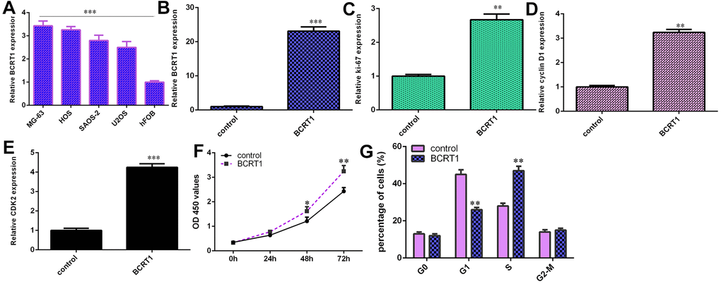 BCRT1 enhanced osteosarcoma cell cycle and proliferation. (A) The expression of BCRT1 in four osteosarcoma cell lines (MG-63, HOS, SAOS-2 and U2OS) and hFOB was determined by RT-qPCR analysis. (B) The level of BCRT1 was detected using RT-qPCR analysis. (C) Ectopic expression of BCRT1 increased ki-67 expression in MG-63 cell. (D) The level of cyclin D1 was determined using RT-qPCR method. (E) The level of CKD2 was determined using RT-qPCR method. (F) Elevated expression of BCRT1 promoted cell growth in MG-63 cell. (G) Overexpression of BCRT1 increased cell cycle in MG-63 cell. *p