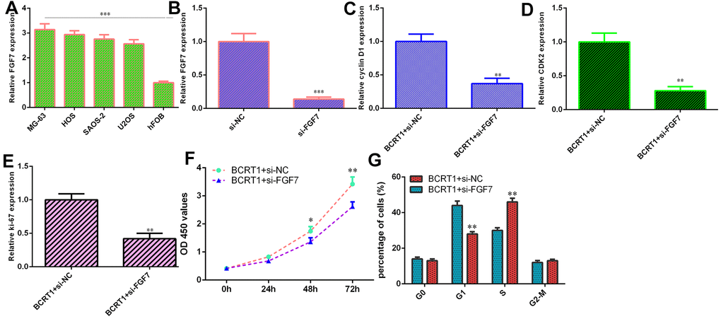 BCRT1 induced osteosarcoma cell cycle and proliferation via modulating FGF7 expression. (A) The level of FGF7 in four osteosarcoma cell lines (MG-63, HOS, SAOS-2 and U2OS) and hFOB was detected using qRT-PCR assay. (B) The expression of FGF7 was determined by qRT-PCR assay. (C) The expression of cyclin D1 was measured using qRT-PCR assay. (D) The expression of CKD2 was measured using qRT-PCR assay. (E) The level of ki-67 was detected using qRT-PCR assay. (F) Cell proliferation was measured by CCK-8 assay. (G) Inhibition expression of FGF7 suppressed cell cycle in BCRT1-overexpressing MG-63 cell. *p