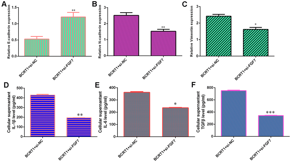 BCRT1 promoted EMT progression and inflammatory mediators secretion through regulating FGF7 expression. (A) The level of E-cadherin was measured by qRT-PCR assay. (B) The expression of N-cadherin was determined with qRT-PCR assay. (C) The expression of vimentin was studied with qRT-PCR analysis. (D) The level of IL-1β was determined using ELISA assay. (E) The level of IL-6 was measured by ELISA assay. (F) The level of TGFβ was determined using ELISA assay. *p