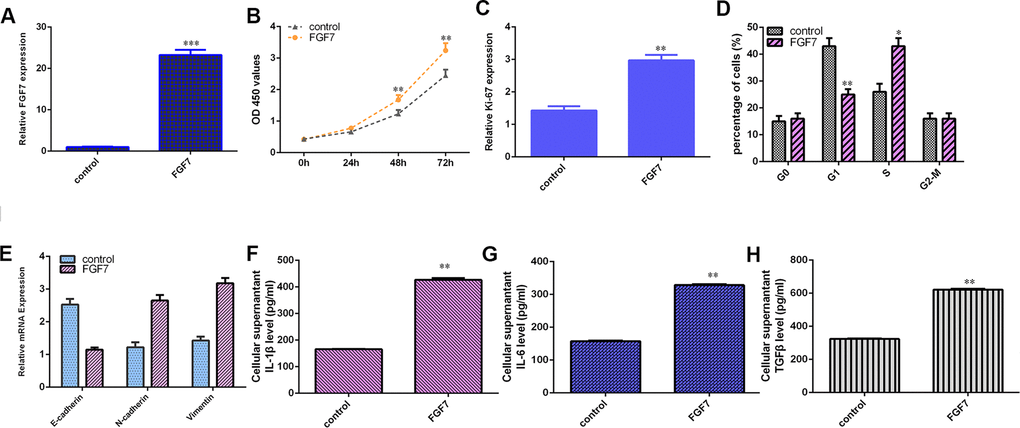 FGF7 induces osteosarcoma cell cycle and proliferation, EMT progression and secretion of inflammatory mediators. (A) The expression of FGF7 was measured by qRT-PCR assay. (B) Ectopic expression of FGF7 increased cell growth in the MG-63 cell. (C) The expression of ki-67 was measured by qRT-PCR assay. (D) Overexpression of FGF7 increased cell cycle in MG-63 cell. (E) Elevated expression of FGF7 suppressed E-cadherin expression and increased the expression of N-cadherin and vimentin in MG-63 cell. (F) The level of IL-1β was determined by ELISA assay. (G) The level of IL-6 was determined by ELISA assay. (H) The level of TGFβ was determined by ELISA assay. *p