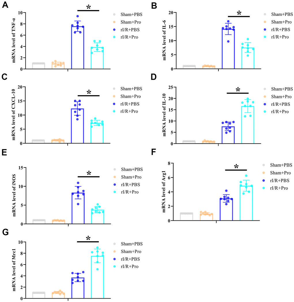 Propofol postconditioning reduces renal proinflammatory cytokine levels and increases macrophage M2 polarization marker expression in rats subjected to rI/R. Real-time PCR determination of relative renal mRNA expression levels of (A) TNF-α, (B) IL-6, (C) CXCL-10, (D) IL-10, (E) iNOS, (F) Arg1, and (G) Mrc1. *P 