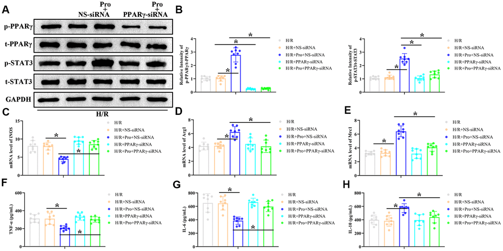 Propofol enhances M2 polarization of macrophages in vitro through the PPARγ/ STAT3 pathway. PMs were transfected with PPARγ-siRNA or a non-silencing control siRNA (NS-siRNA) and preincubated with Pro or vehicle before H/R treatment. (A, B) Representative western blot images and corresponding densitometric analysis of total and phosphorylated PPARγ and STAT 3 expression in cell lysates. Data were compared to control (Con) and GAPDH was used as loading control. (C–E) Real-time PCR analysis of relative iNOS, Arg1, and Mrc1 mRNA levels in cell lysates. Data were normalized against corresponding measurements in non-transfected, non-treated macrophages. (F–H) ELISA measurements of TNF-α, IL-6, and IL-10 contents in culture supernatants. *P 