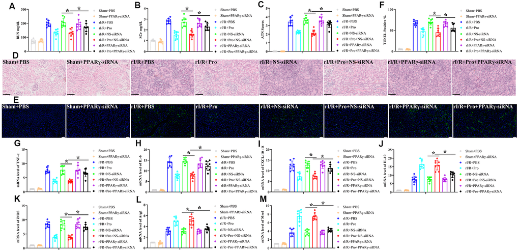 PPARγ silencing inhibits Pro-mediated renoprotection and M2 polarization of kidney macrophages. Rats were injected with PPARγ-siRNA or a negative control siRNA (NS-siRNA) before rI/R or sham surgery (n = 8/group). Twenty-four hours after reperfusion, kidney injury was determined by assessing (A) serum BUN, (B) SCr, (C) ATN scores, and (D) kidney histopathology via H&E staining (200x magnification; scale bars = 100 μM). (E) Representative images of TUNEL staining of kidney tissues (200x magnification; scale bars = 50 μM). DAPI was used for nuclear staining. (F) Quantification of TUNEL-positive cells in kidney sections. (G–J) Real-time PCR analysis of relative TNF-α, IL-6, CXCL-10, and IL-10 expression levels in kidney samples. (K–M) Real-time PCR analysis of relative iNOS, Arg1, and Mrc1 mRNA expression levels in kidney samples. *P 