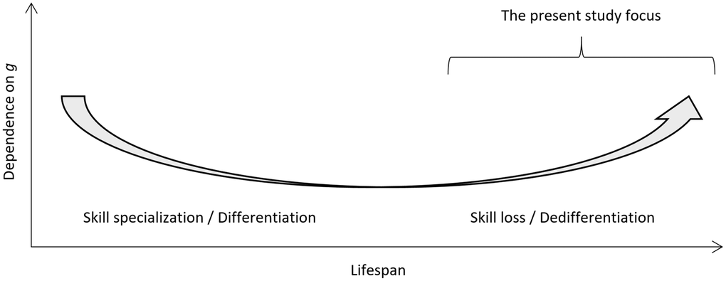 Conceptual plot for the degree of dependence of cognitive test scores on general intelligence (g) as a function of cognitive development and specialization in young age, stability in adult age, and decline in old age. The present study focus is highlighted.