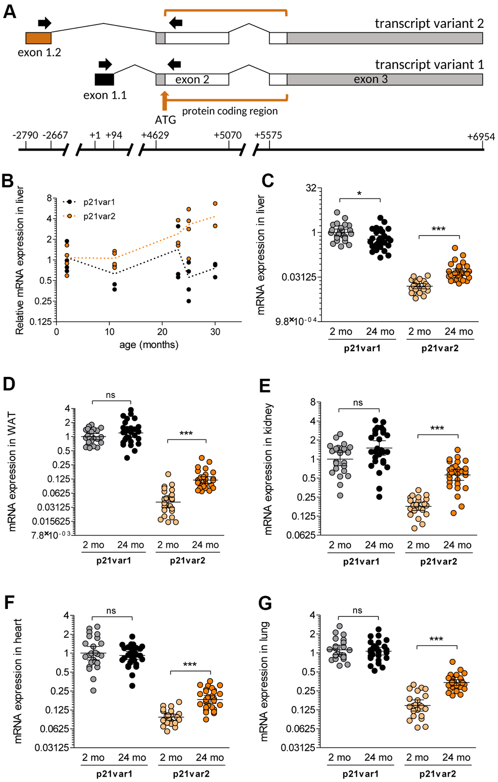 The Cdkn1a variant 2 transcript is preferentially induced during aging. (A) We designed primers (black arrows) to specifically detect Cdkn1a variant 1 and 2 transcripts, spanning the first and second exons in each case. The protein-coding region is indicated as well as the ATG start codon (brown arrow). Transcription starts at +1 for p21var1 and at -2790 for p21var2. The first and last bases of each exon are also indicated. (B) mRNA levels of p21var1 and p21var2 in the livers of male mice aged 2 to 30 months of age, normalized to levels in livers of 2 month-old animals. (C–G) Levels of each Cdkn1a transcript were assessed in 2 (young) and 24 (old) month-old mice. Animals were young males (n = 12), young females (n = 12), old males (n =14-15) and old females (n = 14-15). Results are shown for (C) liver, (D) adipose tissue, (E) kidney, (F) heart and (G) lung. In (C–G) data were normalized to p21var1 levels in young mice. Note Y axes are log-2 scales. 1-way ANOVA and Tukey post-tests were applied. * p 