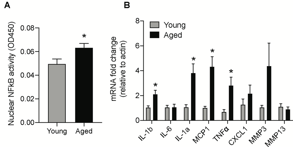 Age-induced changes in NF-κB activity and mRNA levels of SASP factors in the brainstem. (A) NF-κB DNA-binding capacity measured by ELISA in nuclear protein extracted from the brainstem of young and aged animals. (B) Gene expression levels of SASP factors in the brainstem measured by real-time PCR analysis. Data are expressed as mean±SE, n=4-5/group. *denotes a significant difference (p 