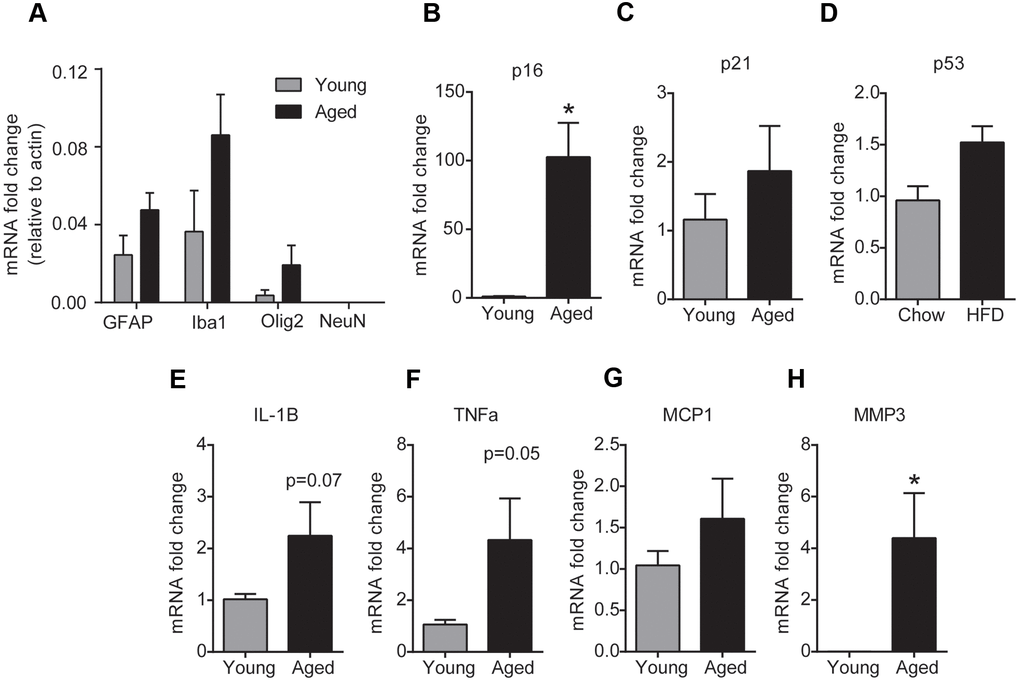 Aging induces glial senescence in the brainstem. (A) Purity of glial cell-enriched fraction assessed by real-time PCR analysis. (B–H) Gene expression analysis of senescence markers in the glial cell-enriched fraction from young and aged brainstem. Data are expressed as mean±SE, n=4-5/group. *denotes a significant difference (p 