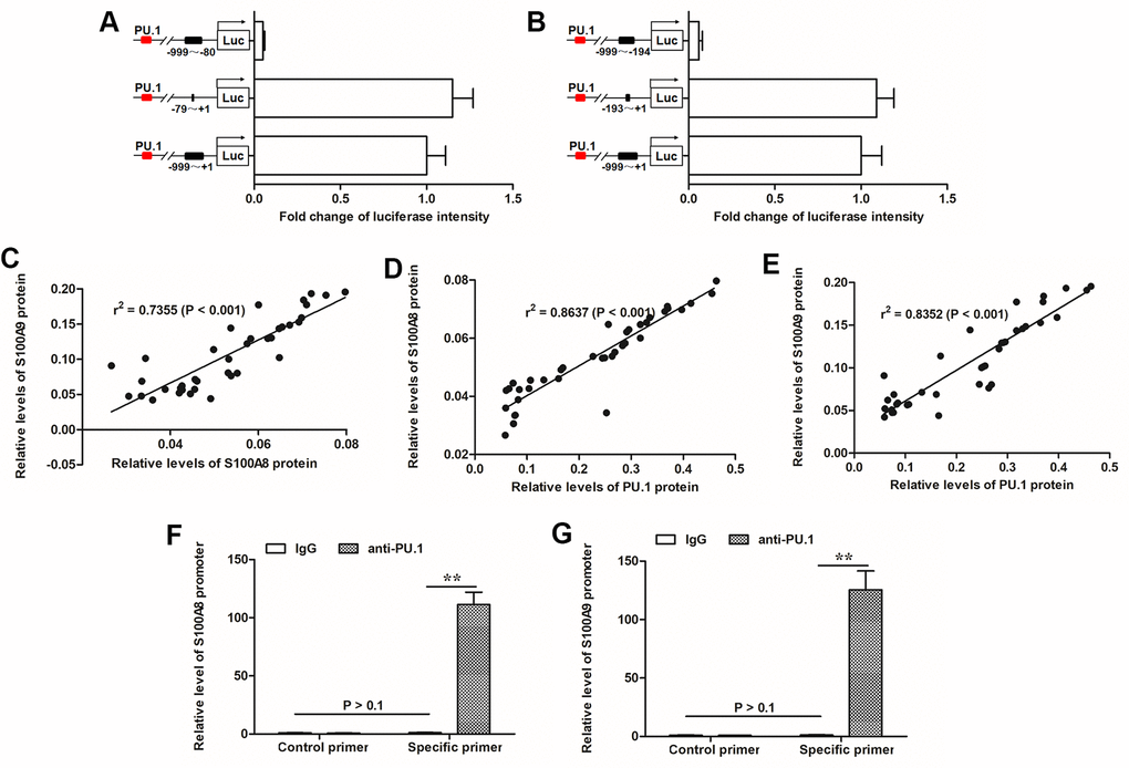 PU.1 was positive associated with expression of S100A8/9 and identified as a transcription factor of them. (A) Transcriptionally activity of PU.1 on (A) S100A8 and (B) S100A9 gene promoters was detected by luciferase reporter gene assay. Pearson correlation coefficient assay was used to evaluate the correlations of (C) S100A8 and S100A9 expression levels, (D) S100A8 and PU.1 expression levels, and (E) S100A9 and PU.1 expression levels. ChIP-qPCR assay was used to validate the binding of PU.1 with (F) S100A8 promoter and (G) S100A9 promoter. **P 