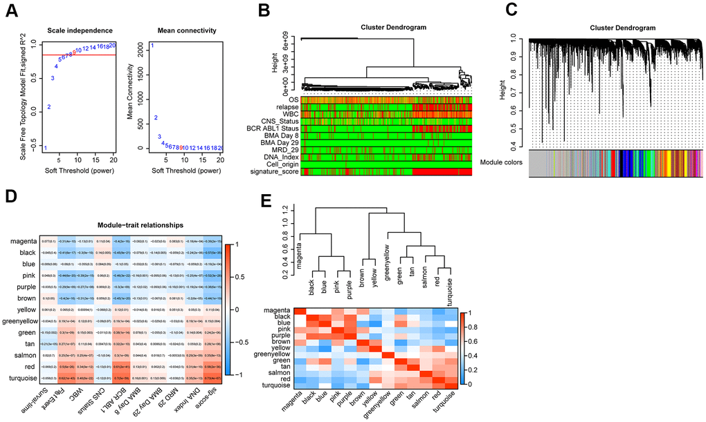 WGCNA analysis. (A) Analysis of the scale-free topology model fit index for various soft-thresholding powers (β) and the mean connectivity for various soft-thresholding powers. Overall, 9 was the best fitting power value. (B) Dendrogram of the genes and different clinical factors of cALL (survival time, WBC count at diagnosis, CNS status at diagnosis, BMA Blasts day 8, BMA Blasts day 29, BCR ABL1 status, MRD on day 29, DNA index, signature score). (C) Dendrogram of the gene modules based on a dissimilarity measure. The branches of the cluster dendrogram correspond to the different gene modules. Each leaf on the cluster dendrogram corresponds to a gene. (D) Module-trait relationships. Heatmap of the correlation between module eigengenes and clinical characteristics of cALL. (E) Hierarchical clustering and heatmap of the hub gene network.