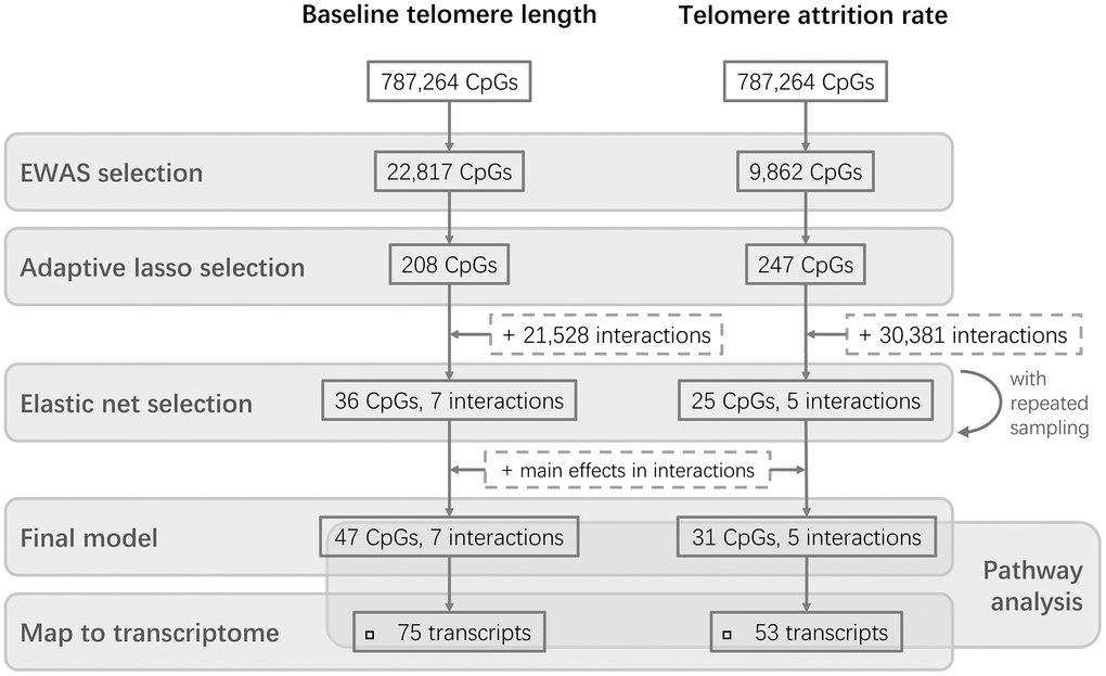 Flowchart of the study design. Two parallel stepwise model selections were performed for baseline telomere length and telomere attrition rate, respectively, followed by further investigations of the CpGs in the final models.