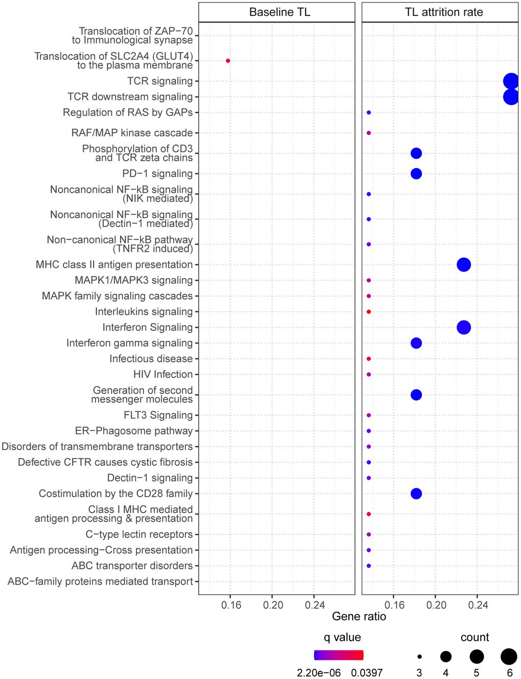 The enriched pathways from the selected CpGs. For baseline telomere length (TL) (left panel), pathways were identified based on CpGs in the final model. For telomere attrition rate (right panel), pathways were identified based on gene transcriptome correlated with the selected CpGs in the final model. Dot size indicates the number of genes (count) in the query list appearing in a pathway. Gene ratio of each pathway was calculated as the count divided by the total number of genes in the pathway. Dot color shows the over-representation analysis q-value.