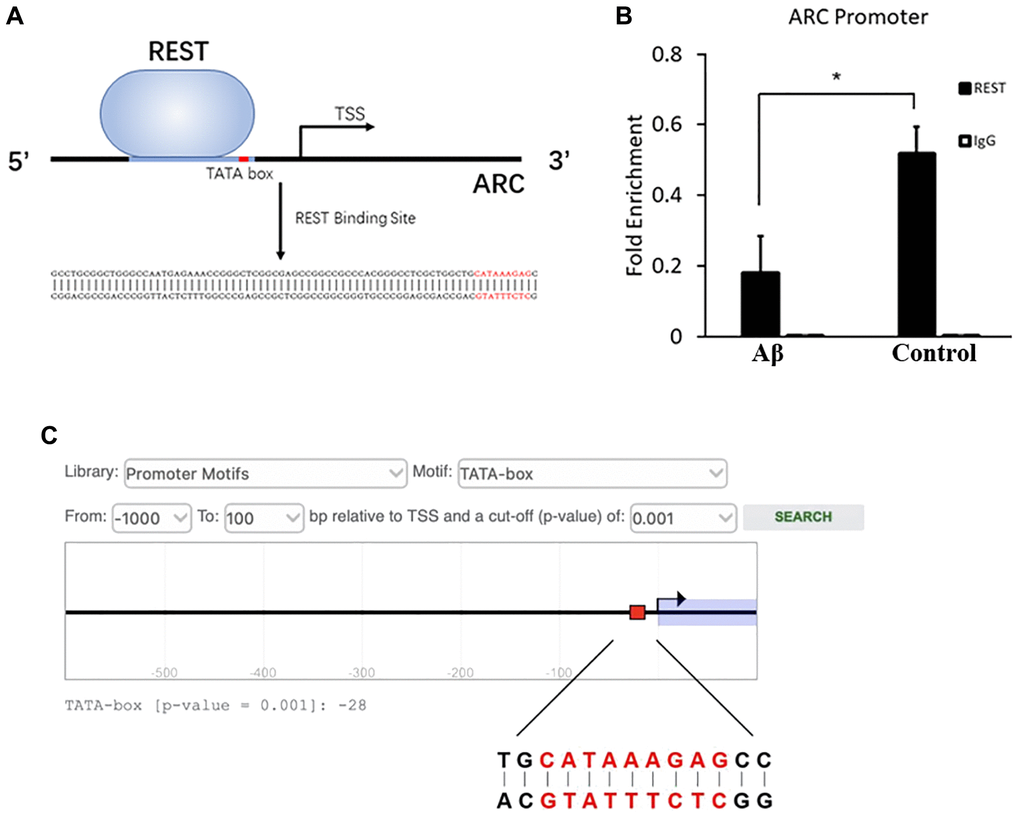 Inhibition of combination between REST and ARC by Aβ. (A) The REST-binding site at -75 to -19 bp of ARC gene. (B) Aβ reduced the interaction between REST and ARC. n = 3. (C) The TATA-box of ARC at -28 bp as shown by the prediction of EPD. Independent experiments were performed three times. Data are expressed as mean ± SEM. *p 