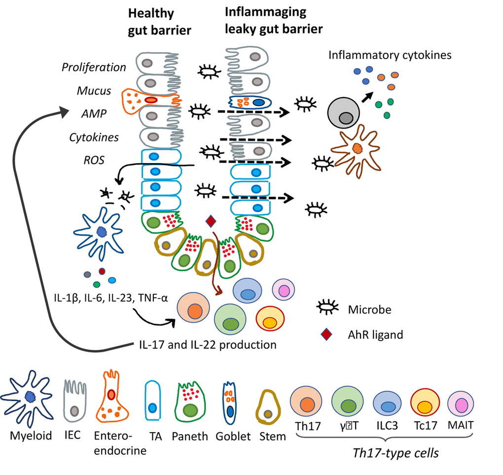 Role of Th17-type immune responses in intestinal barrier functions and inflammaging. Schematic representation of gut epithelia with diverse cell types. Microbial signals stimulate IL-17/IL-22 cytokine production, and their effector functions on epithelial cells are shown on the left side. Dysfunctional Th17-type immune response results in leaky gut, microbial translocation and inflammation, as shown on the right side. IEC, intestinal epithelial cell; TA, transit amplifying.