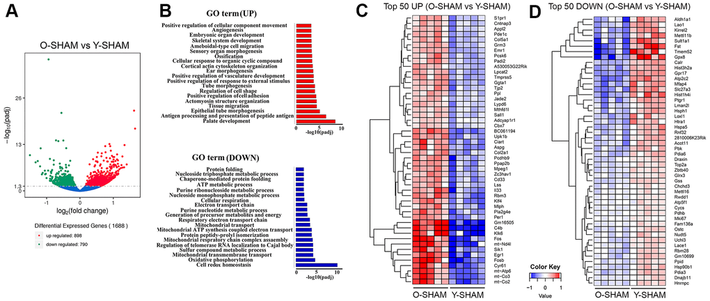 Analysis of differentially expressed genes in young and old hippocampus and their enriched GO terms. (A) Volcano plot of differentially expressed genes analyzed in old Sham group against young Sham group. The threshold of differential expression is q-value B) The selection of significantly enriched top upregulated and down-regulated GO terms are presented for old Sham against young Sham animals (q C) Top 50 up-regulated genes in old Sham against young Sham animals. (D) Top 50 down-regulated genes in old Sham against young Sham animals. Up-regulated genes in red and down-regulated genes in blue. The color scale represents the log10 (average FPKM+0.5) value.