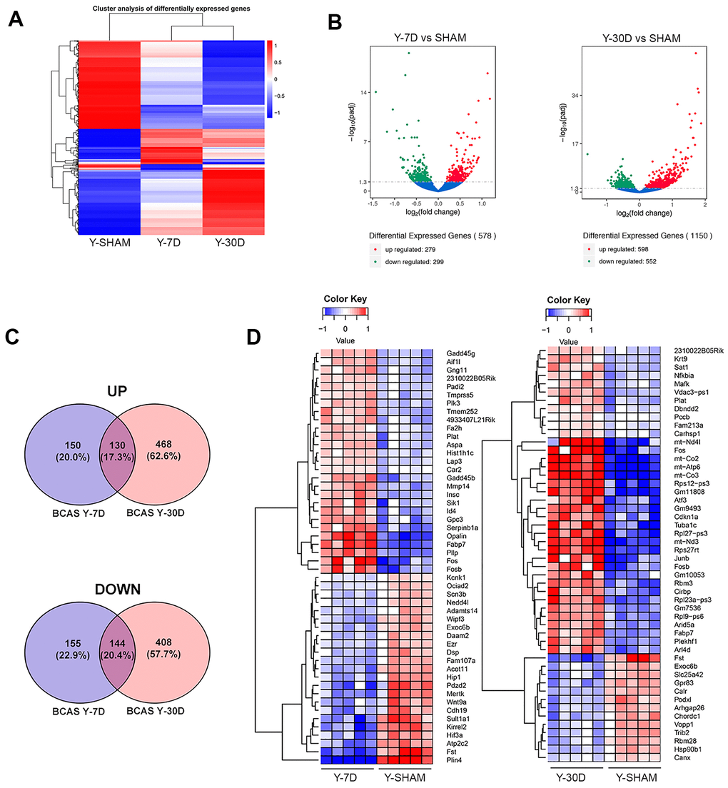Differentially expressed genes in young hippocampus following chronic hypoperfusion. (A) Hierarchical clustering analysis of differentially expressed mRNA transcripts following 7 and 30 days BCAS compared to Sham animals. Upregulated genes in red and downregulated genes in blue. The color scale represents the log10 (average FPKM+1) value. (B) Volcano plots of differentially expressed genes analyzed in young 7 day and young 30 day BCAS animals compared to Sham animals. The threshold of differential expression is q value C) Top 50 upregulated genes in young 7 day and young 30 day BCAS animals compared to Sham animals. (D) Venn diagram reflects the distribution of differentially expressed genes from 7 day and 30 day BCAS and Sham comparisons.