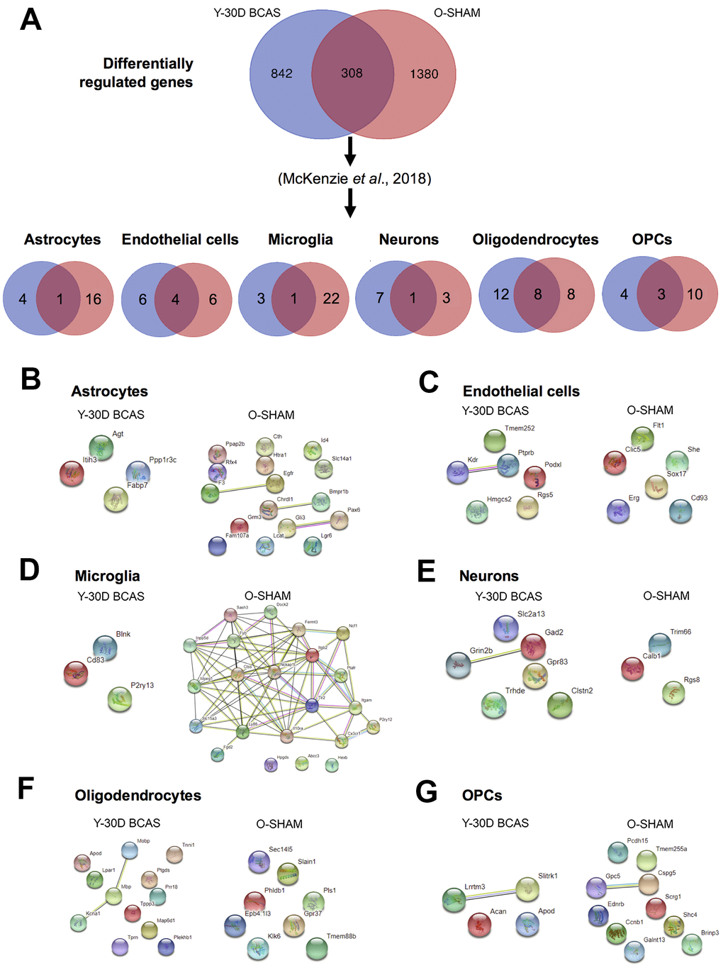 Analysis of differentially expressed mRNA transcripts in different brain cells in young 30 day BCAS animals compared to old Sham animals. (A) Venn diagram of statistically significant (adjusted p-valueB), endothelial cells (C), microglia (D), neurons (E), oligodendrocytes (F) and OPCs (G). The lines joining the different gene nodes indicate protein-protein associations such as known or predicted interactions and others such as text mining, co-expression or protein homology.