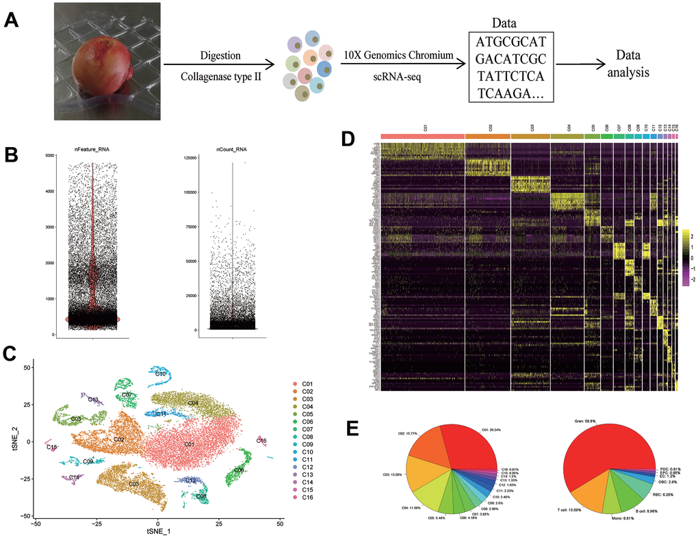 scRNA-seq reveals the cell populations of the human femoral head. (A) Study overview. (B) After QC, the number of genes (left) and RNA molecules (right). (C) t-SNE plot shows the color-coded clustering of human femoral head tissue cells. (D) Heat map shows the top 10 genes with the highest avg